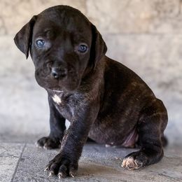 White Collar - Black brindle female Cane Corso puppy in Catawba, North Carolina from Catawba Cane Corso