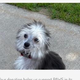 Brydie - Chinese Crested