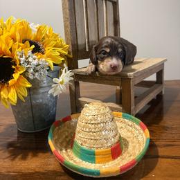 Fat Albert - Chocolate and cream male Dachshund puppy in Dawson, Alabama from Bells Dashing Dachshunds