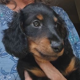 Munchkin - Black and tan male Dachshund puppy in Bangs, Texas from Lickin'bach Miniature Dachshunds