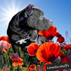 Jinx - Staffordshire Bull Terrier