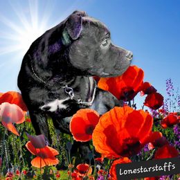 Jinx - Staffordshire Bull Terrier
