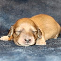 Yellowstone (Orange Band) - Cream male Dachshund puppy in Raleigh, North Carolina from McLovin Doxies
