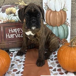 Miss Magenta Maggie - Brindle female Boxer puppy in Stevensville, Montana from The Holistic Boxer