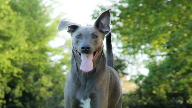 Blue Lacy
