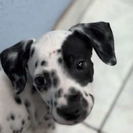 Vader - White and black male Dalmatian puppy in Fort Cavasos, Texas from Mainstreet Dalmation