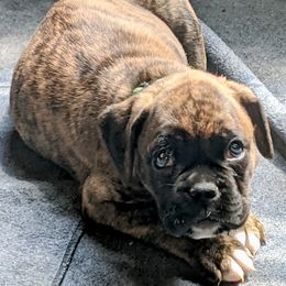 Boxer Puppies from Ocean Breeze Boxers