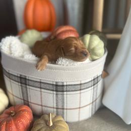 Bear (Has his own genetic results) - Red  male Goldendoodle puppy in St. George, Utah from Dashing Doodle Pups