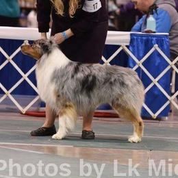 Rocket - Australian Shepherd