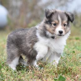 Skittles - Sable and white female Shetland Sheepdog puppy in Wolcott, Indiana from Southside Shelties