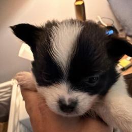 Wilbur (PomChi) - Black and white male Chihuahua puppy in Holbrook, New York from Alyce’s Angels