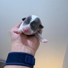 Cj girl 3 - Blue female Pembroke Welsh Corgi puppy in Dickinson, Texas from Gulf Coast Corgis