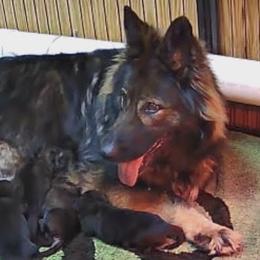 Suri - German Shepherd