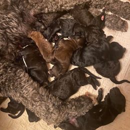 Sheepadoodle Puppies from Sydney Schneider