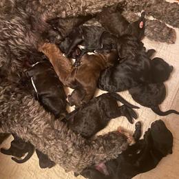 Sheepadoodle Puppies from Sydney Schneider