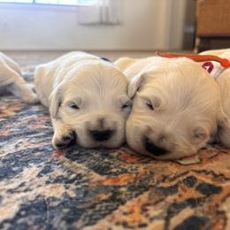 Blue (3500) - Light golden male Golden Retriever puppy in Pahrump, Nevada from Southern Nevada Goldens