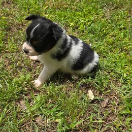 LAKEN - White black and tan female Papillon puppy in Hollister, Missouri from Swan Creek Kennel