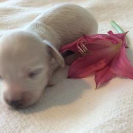 Ginger - Cream female Dachshund puppy in Sebring, Florida from Mini Weenies