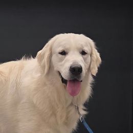 Snowball - Light golden male Golden Retriever puppy in Niles, Michigan from Family Raised Goldens