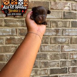 Boy 1 - Liver male Yorkshire Terrier puppy in Mobile, Alabama from Ace of Spades Yorkies