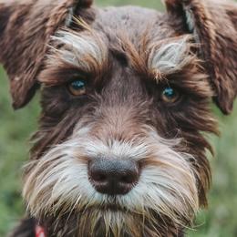 Labrador Retrievers and Miniature Schnauzers from J Bar B Kennels