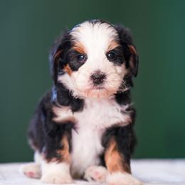 Shamrock - Tri-color male Bernedoodle puppy in Dundee, Ohio from Down Home Doodle