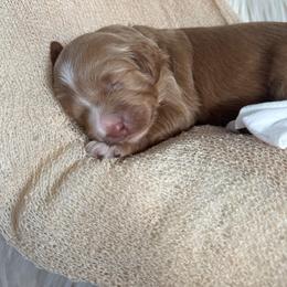Gregory - white collar - Red male Bernedoodle puppy in Lexington, North Carolina from Deborah’s Doodles