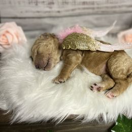 Goldendoodle Puppies from Zany Doodlez