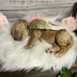 Goldendoodle Puppies from Zany Doodlez