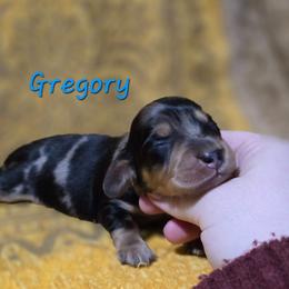 Gregory - Dapple male Dachshund puppy in Windom, Minnesota from Aster Creek Dachshunds & Australian Shepherds