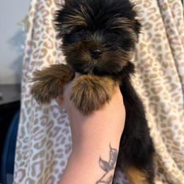 Kristoff - Black and tan male Yorkshire Terrier puppy in Moultrie, Georgia from Alina's Royal Yorkies