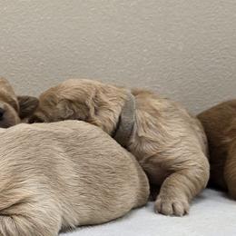 Girl 4 - female Goldendoodle puppy in Milford, Michigan from Servant Kennel