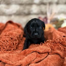 Fig - Black female Labrador Retriever puppy in Sweet Home, Oregon from Knotty Creek Labradors