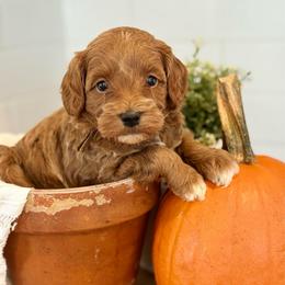 Brown - Red  male Goldendoodle puppy in Hesperia, Michigan from Red Acres Poodles & Doodles