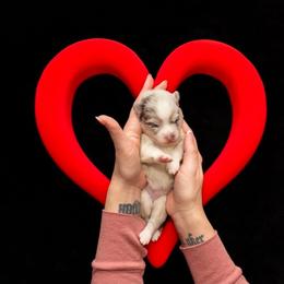 Jinu - Merle male Pomsky puppy in Sumter, South Carolina from Emerald Skies Pomskies