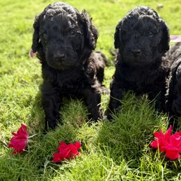Goldendoodle Puppies from Mollie’s Doodles