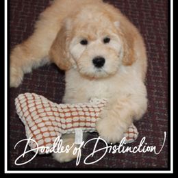 Goldendoodle Puppies from Lakeshore Doodles
