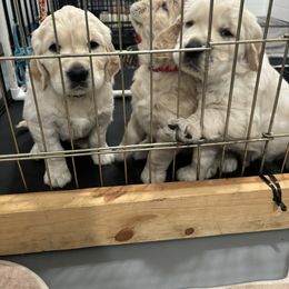 Golden Retriever Puppies from Royal Golden's