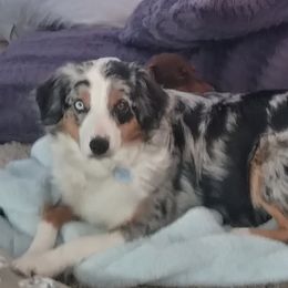 Miniature Australian Shepherds from April Meadows Farm