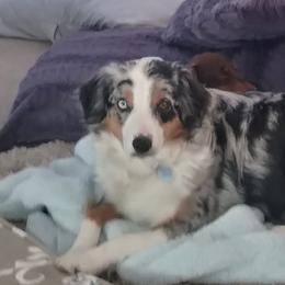 Miniature Australian Shepherds from April Meadows Farm