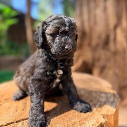 Grizzly - Sable male Goldendoodle puppy in Pollock Pines, California from Penny Lane’s Doodles