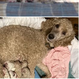 Sibby - Poodle