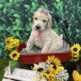Poodle All Grown Up from Purley Poodles