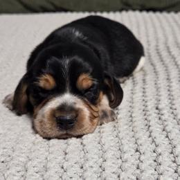 Beagle puppies from Julie’s Jewels Puppies