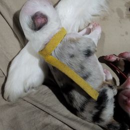 Miniature Australian Shepherd Puppies from Bornagain Paws