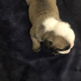 Bulldog Puppies from Cedar Lane Bulldogs