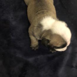 Bulldog Puppies from Cedar Lane Bulldogs