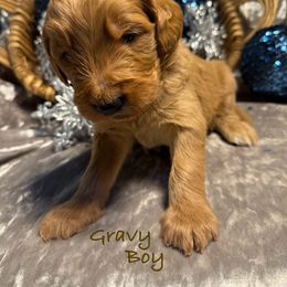 Gravy - Red  male Goldendoodle puppy in Rockville, Minnesota from Bracha Poodles & Doodles