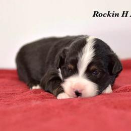 BTM 4 - Black tri male Toy Australian Shepherd puppy in Russellville, Arkansas from Rockin H Aussies