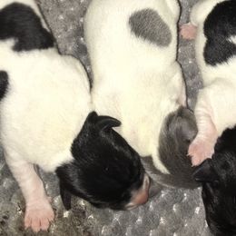Teddy Roosevelt Terriers from JRae’s Teddies